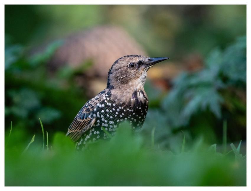 Bird Nature Wildlife Plumage