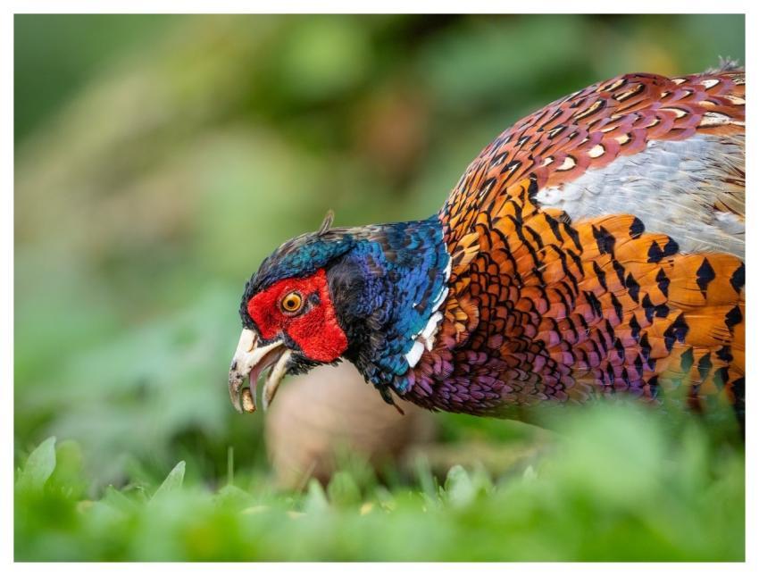 Bird Nature Wildlife Plumage