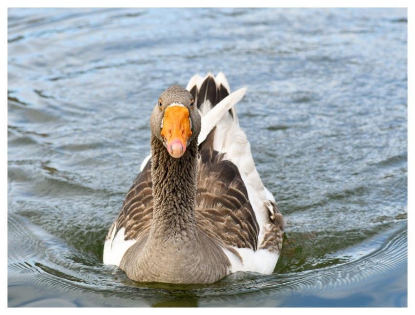 Goose Bird Animal Plumage