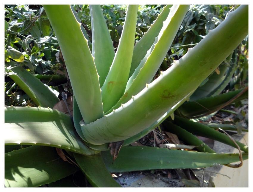 Aloe Vera Succulent Plant Green