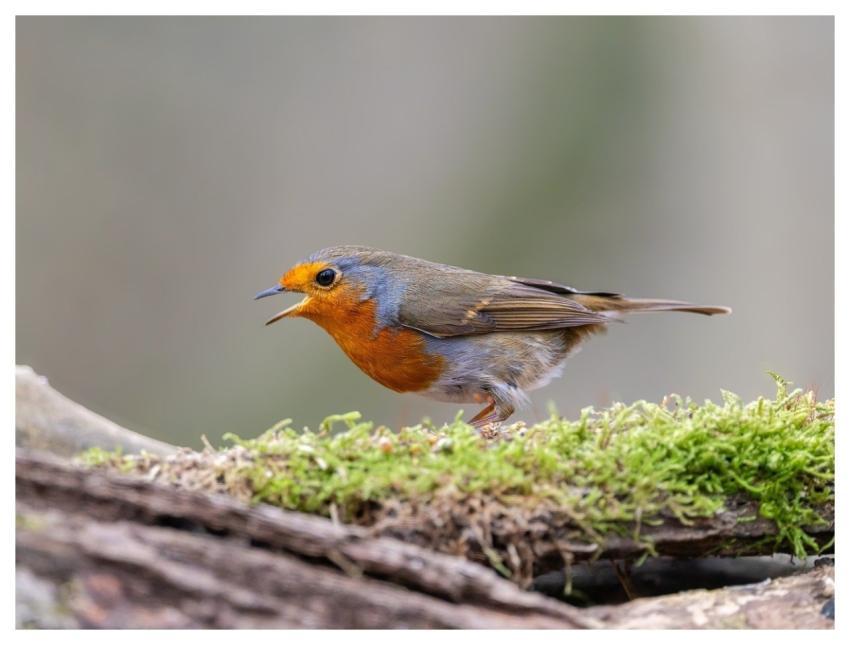 Robin Bird Animal European Robin