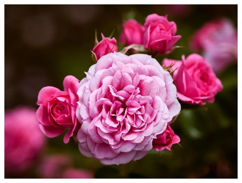 Fine Art Decoration Wall Art Flower Background