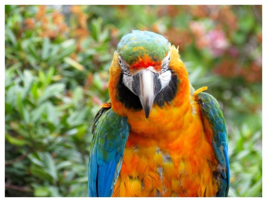 Parrot Tropical Bird Nature