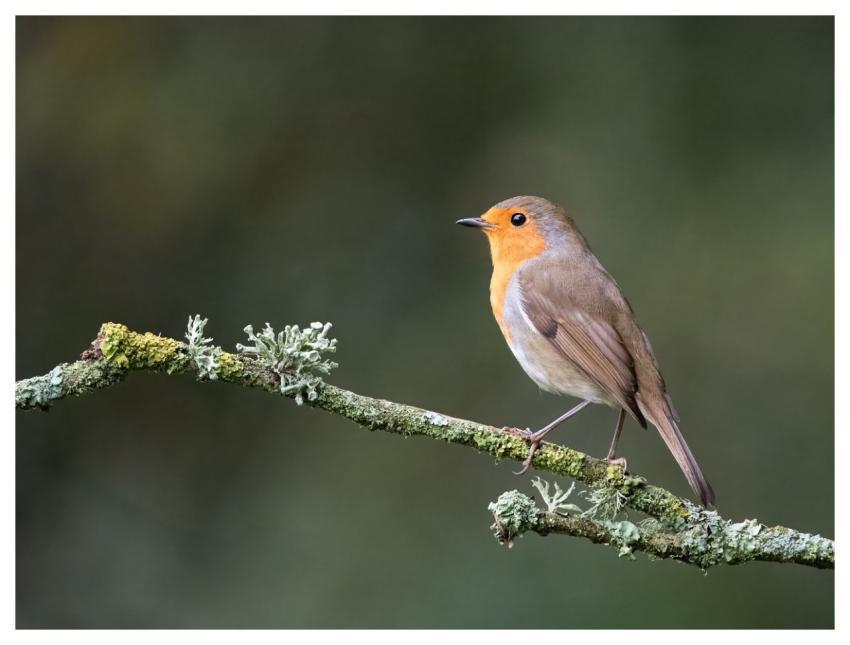 Bird Nature Wildlife Plumage