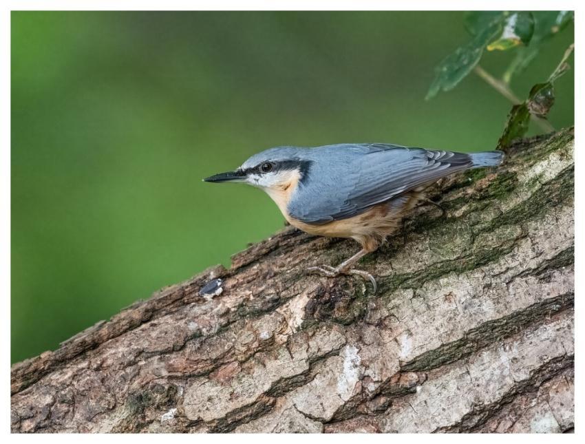 Bird Nature Wildlife Plumage