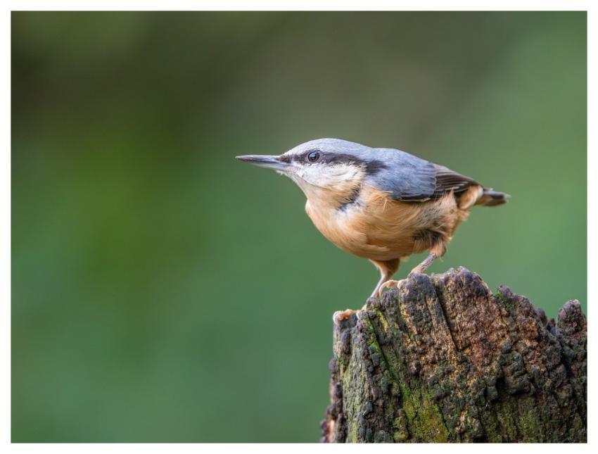 Bird Nature Wildlife Plumage