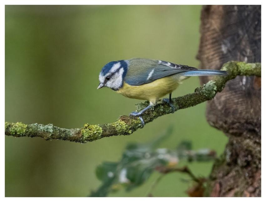 Bird Nature Wildlife Plumage