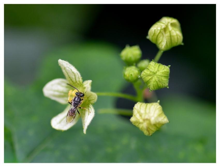 Japanese Anemone Flower Button Wasp