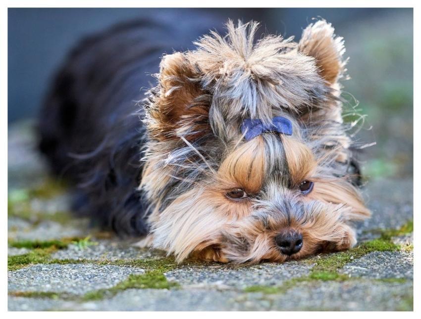 Dog Puppy Yorkshire Terrier Yorkie