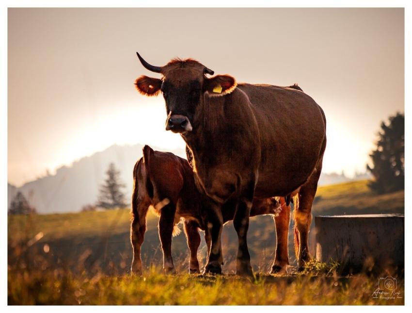 Cow Nature Animal Cattle