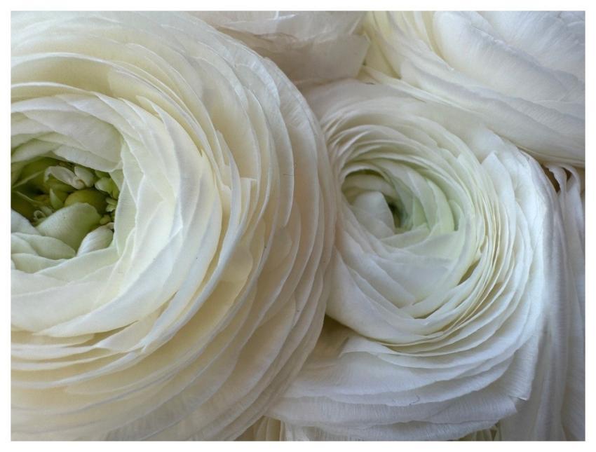 Flower White Blossoms Flora