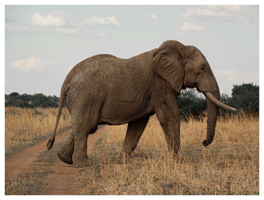 Nature Wildlife Animals Portrait