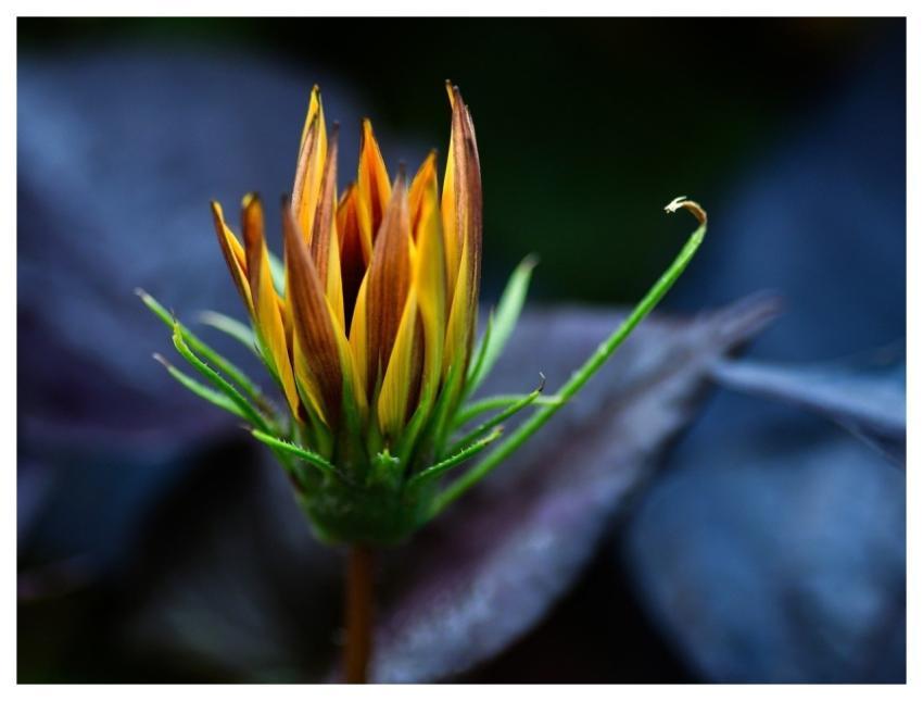 Gazania Flower Garden Stripe