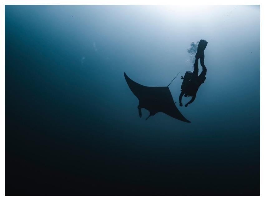 Manta Manta Rays Smelled Dive