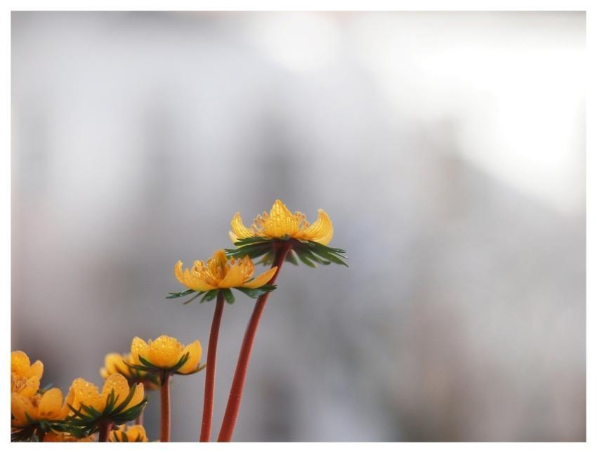 Winterlings Early Bloomer Flower Background Flower