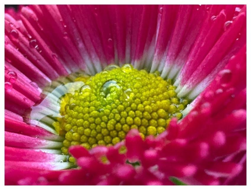 Flower Spring Water Drops