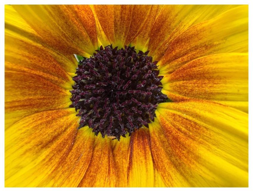 Flower Blossom Bloom Macro