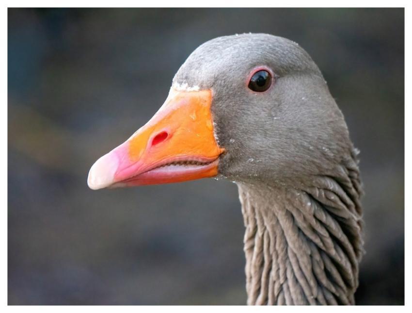 Goose Nature Bird Animal