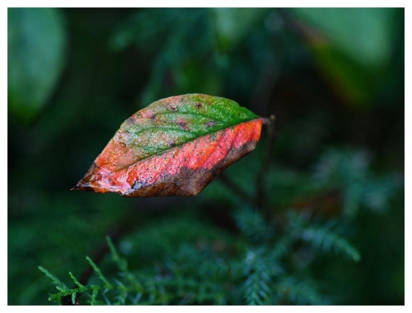 Leaf Red Green Macro