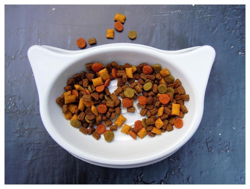 Cat Animal Food Pet Food