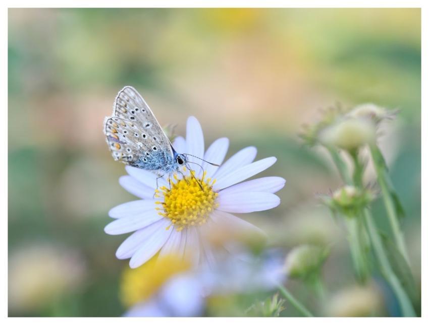 Butterfly Argus Blue Insect