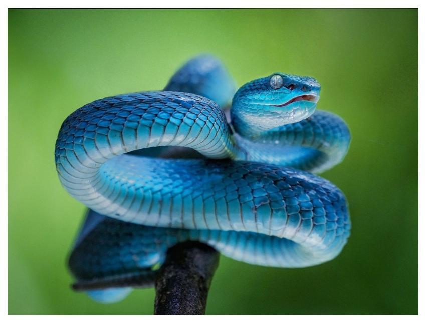 Snake Reptile Nature Wildlife