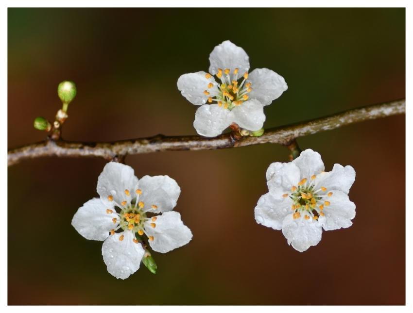 Flowers Blackthorn Beautiful Flowers Nature