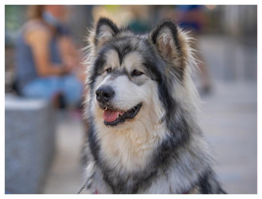 Dog Domestic Animal Mammal Animal