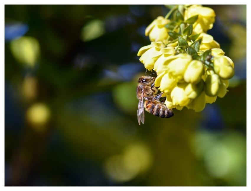 Bee Flower Background Insect Flower Wallpaper