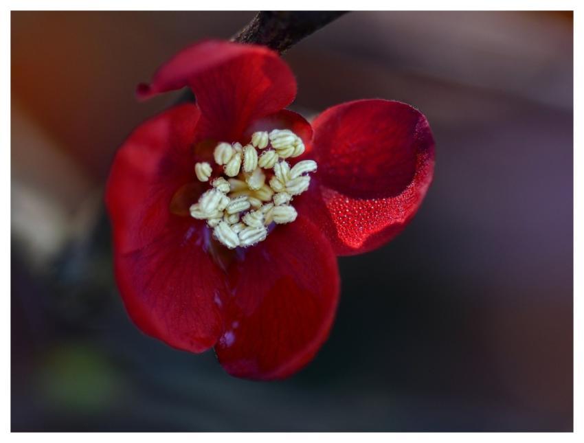 Quince Blossom Red Dew Droplets