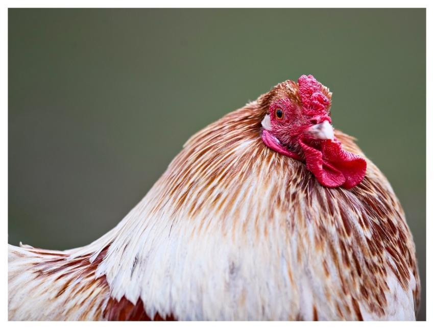 Haan Chicken Poultry Bird