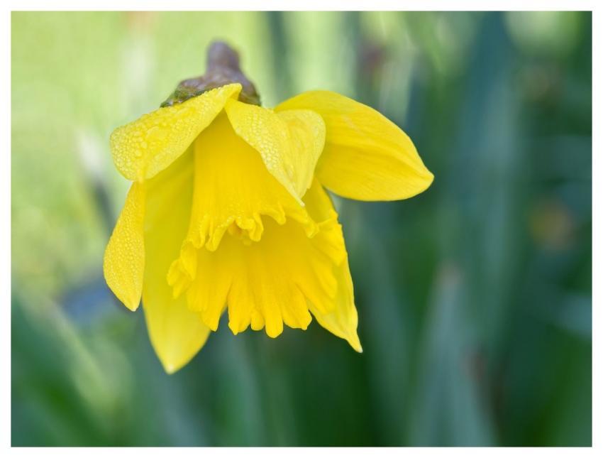 Daffodil Nature Beautiful Flowers Flower Backgroun