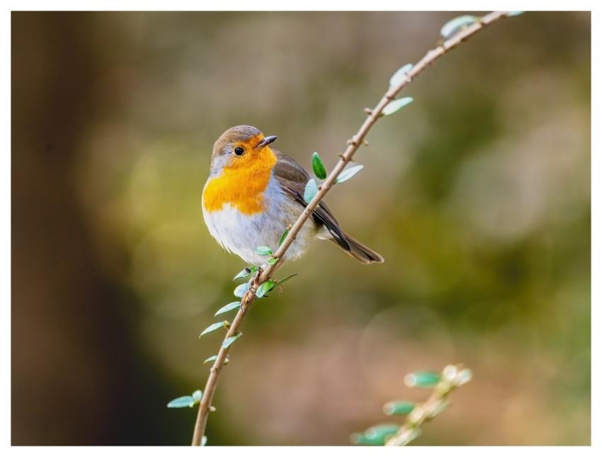 Robin Bird Animal European Robin