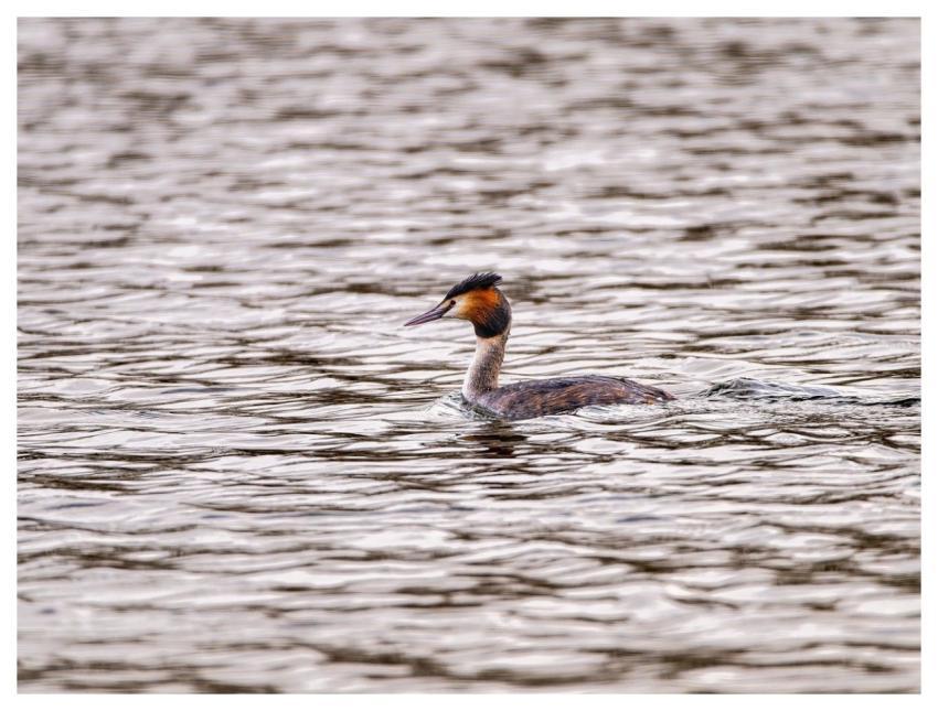 Bird Ornithology Species Fauna