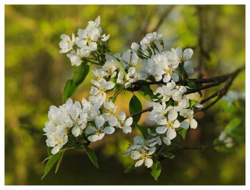 Flowers Flower Background Cherry Blooming