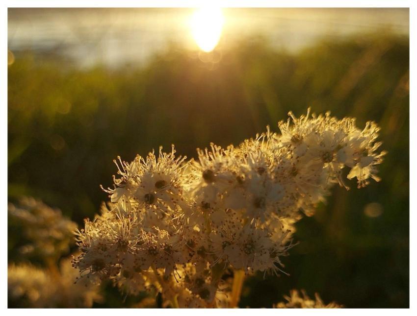 Nature Flower Bloom Flower Wallpaper