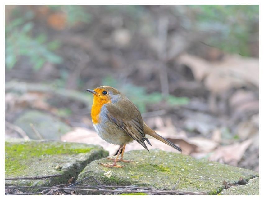 Robin Bird Animal European Robin