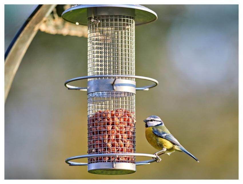 Blue Tit Cyanistes Caeruleus Bird Wild Bird