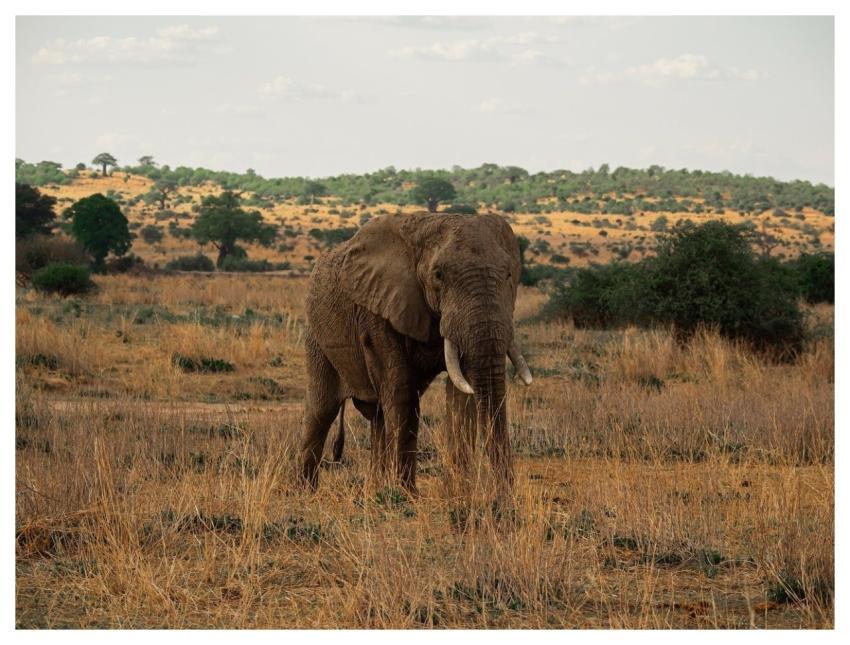 Nature Wildlife Animals Portrait