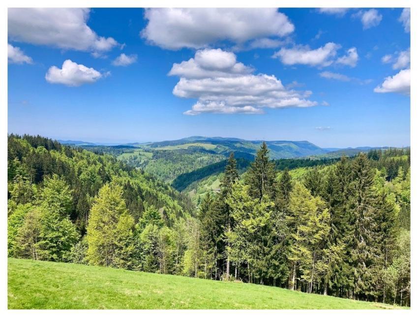 Black Forest Nature Forest Landscape