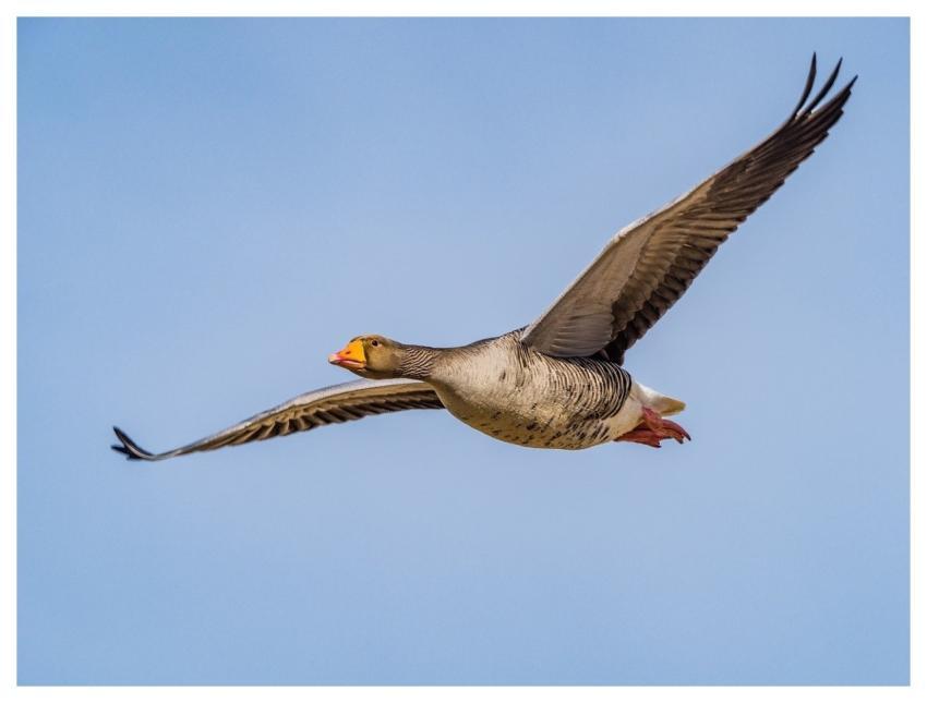 Goose Nature Bird Wildlife