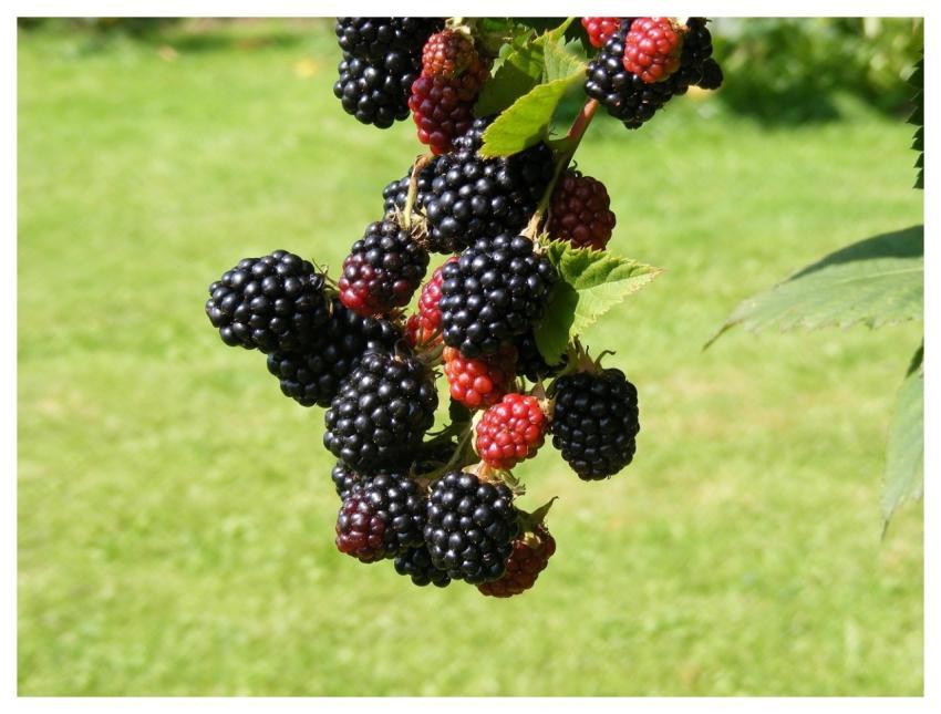 Nature Blackberries Fruit Gardens
