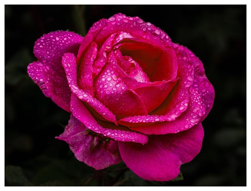 Flower Rose Blossom Bloom