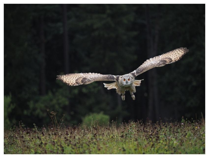 Bird Animal Art Owl Siberian