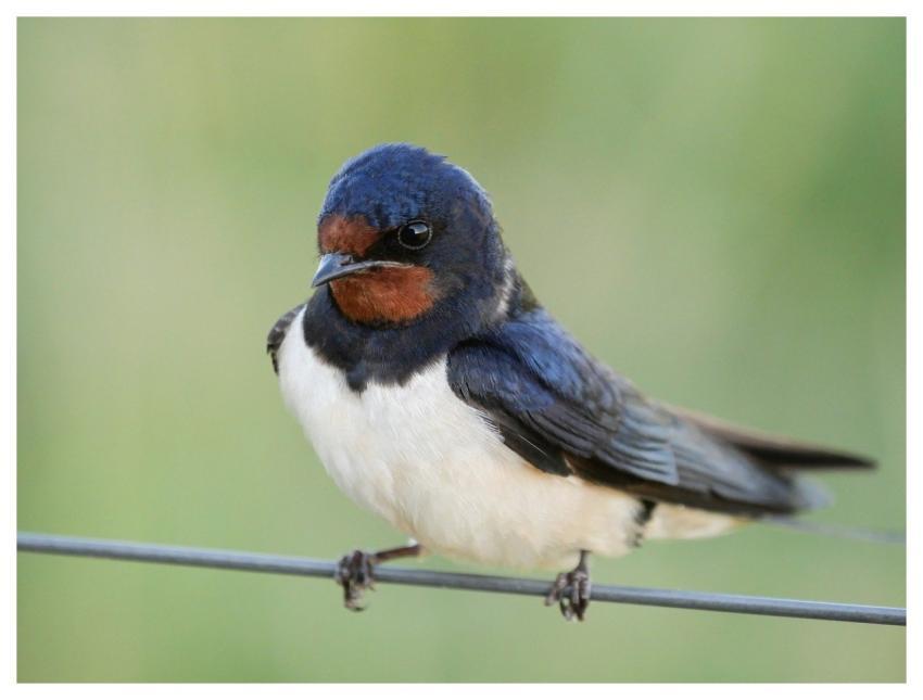 Barnswallow Swallow Nature Bird