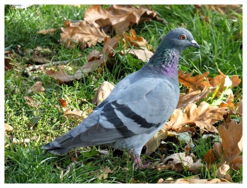 Bird Pigeon Ornithology Feathers