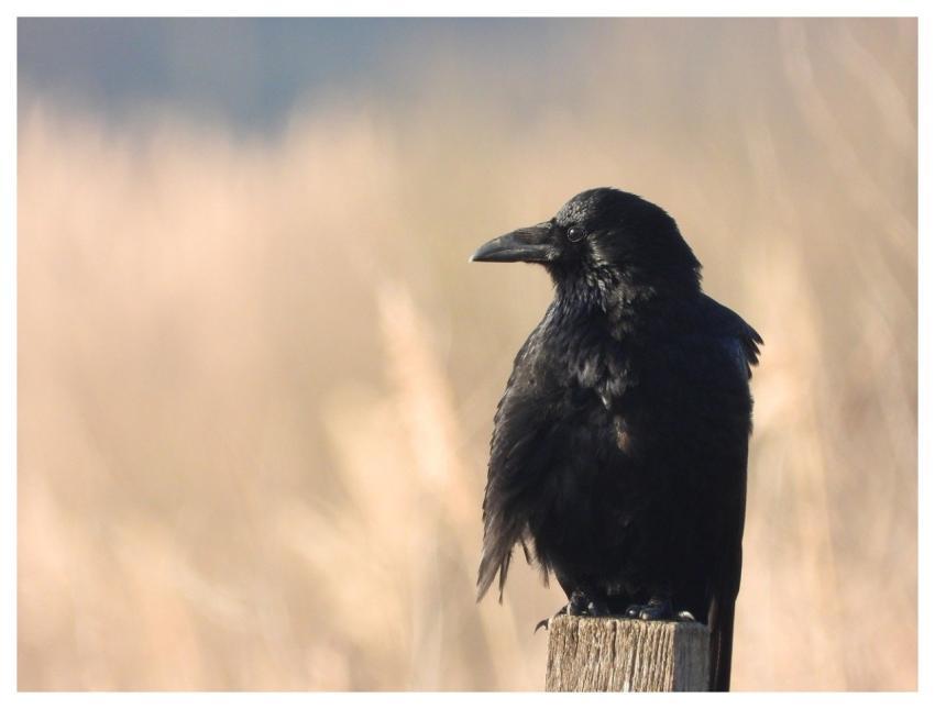 Crow Bird Desktop Backgrounds Beautiful Wallpaper
