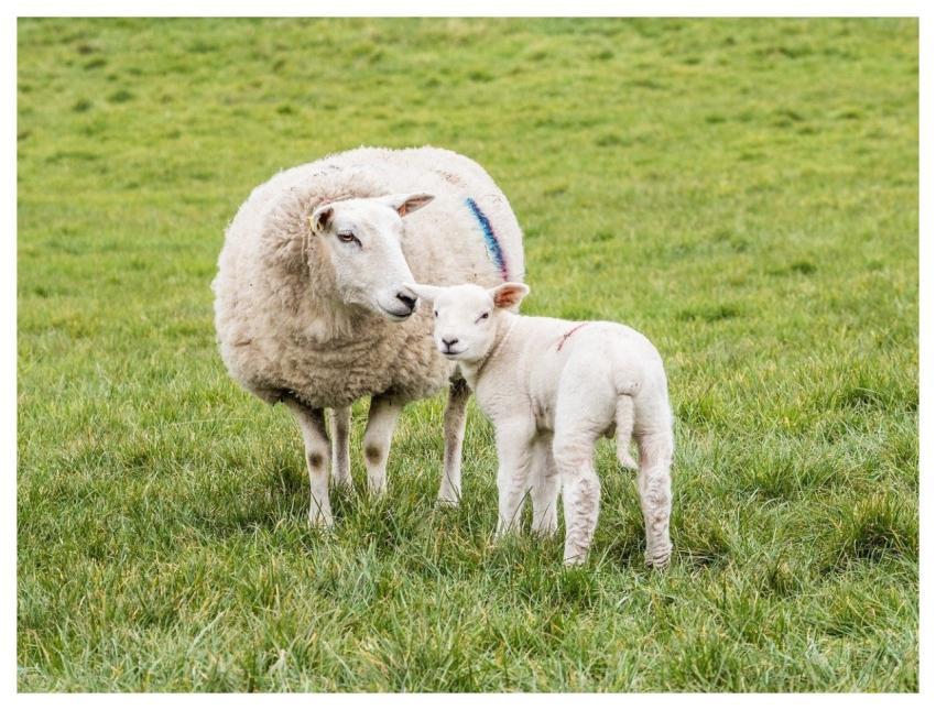 Sheep Animals Nature Pasture