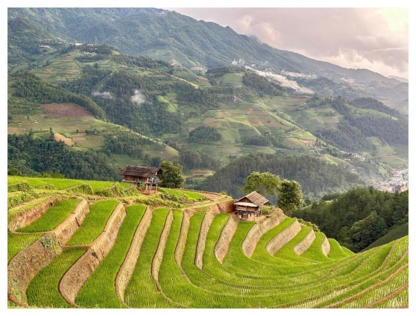 Rice Agriculture Vietnam Nature