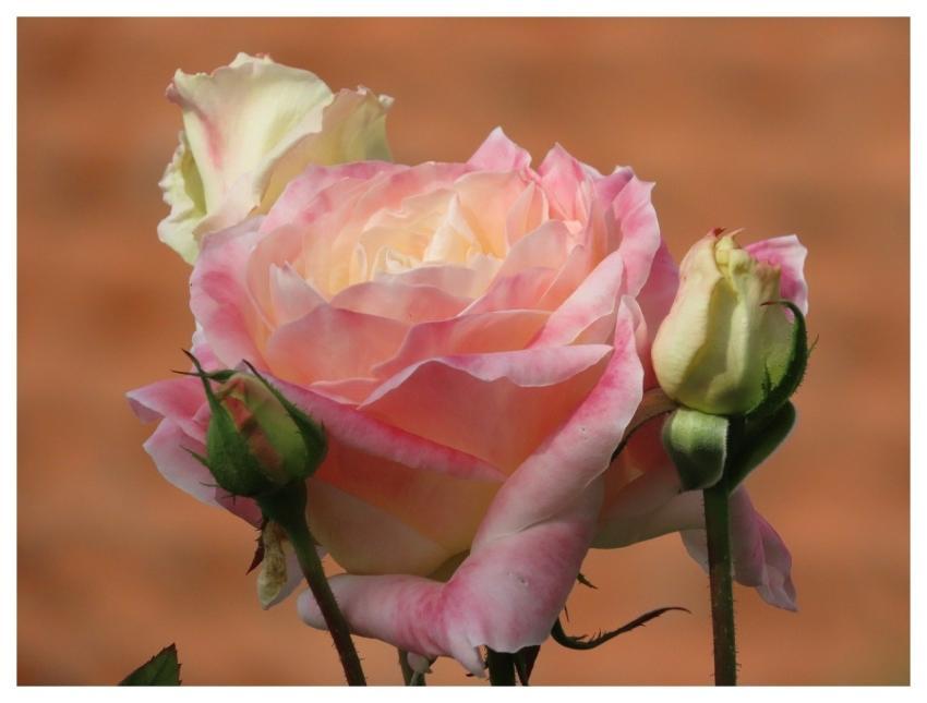 Pink Roses Roses Pink Flowers Nature